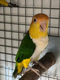 Caicco testa arancio