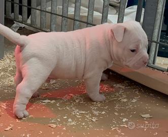 American bully
