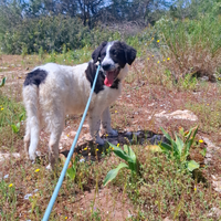 Cucciolo taglia grande