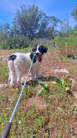 Cucciolo taglia grande