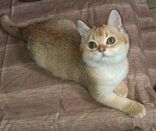 Gatti scottish con pedigree campania