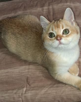 Gatti scottish con pedigree campania