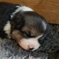 Welsh Corgi Pembroke