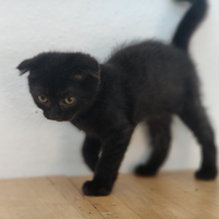 Cucciolo di scottish fold black
