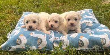 Cuccioli di bolognese