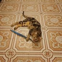 Cucciola di savannah