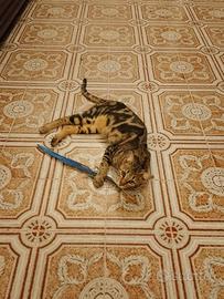 Cucciola di savannah