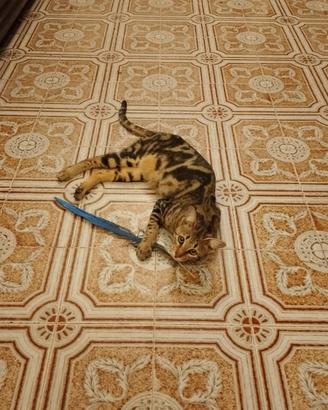 Cucciola di savannah