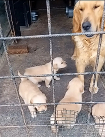 Golden retriever americano con pedigree