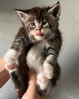 Allevamento AUTORIZZATO gatti Maine Coon
