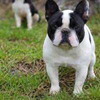 Maschio bulldog francese enci per monte