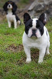 Maschio bulldog francese enci per monte