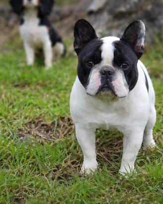 Maschio bulldog francese enci per monte