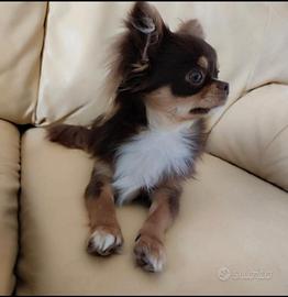 Chihuahua maschio disponibile per monte