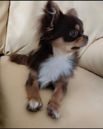 Chihuahua maschio disponibile per monte