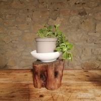 ceppo in legno d'ulivo 