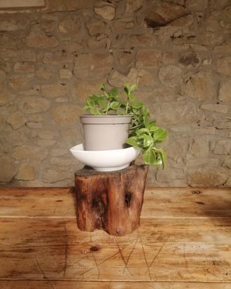 ceppo in legno d'ulivo 