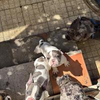 Bulldog francese 300 euro