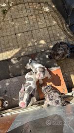 Bulldog francese 300 euro