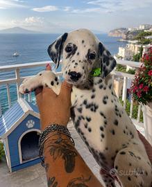 Dalmata pedigree cucciolo