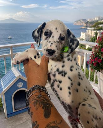 Dalmata pedigree cucciolo