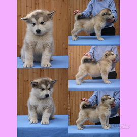 Alaskan Malamute Cuccioli - Alta Genealogia