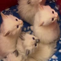 Cuccioli RAGDOLL # gattini femmine e maschi