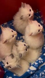 Cuccioli RAGDOLL # gattini femmine e maschi
