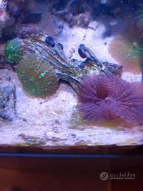 Discosomi vari colori