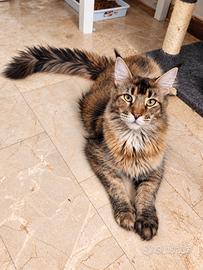 Millie - maine coon femmina giovane - rehoming - p