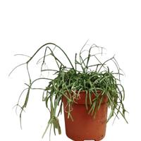 RHIPSALIS pianta grassa pianta ricadente ornamenta