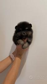 POMERANIA LINEE AMERICANE