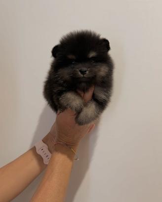 POMERANIA LINEE AMERICANE