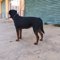 Cucciola di rotwailer