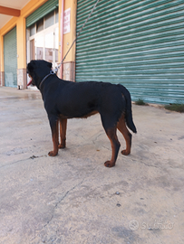 Cucciola di rotwailer