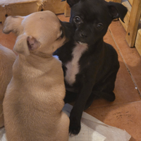 Cuccioli di chihuahua