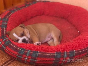 Stafford schire bull terrier