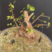 Bonsai di Mirto