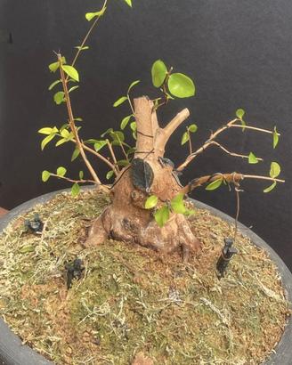 Bonsai di Mirto