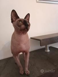 Sphynx maschio