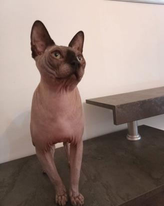 Sphynx maschio
