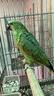 amazzone-fronte-blu-ed-altri-pappagalli