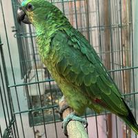 Amazzone fronte blu ed altri pappagalli