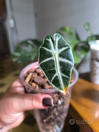 Baby Alocasia Polly