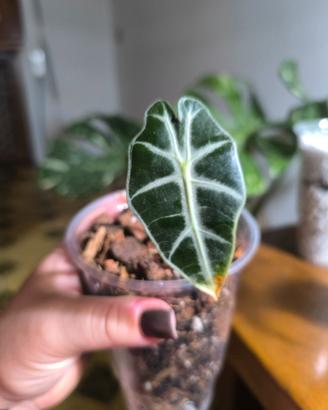 Baby Alocasia Polly