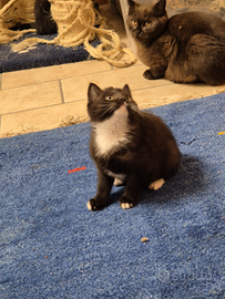 Scottish Stright Femmina