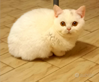 Cuccioli di British Shorthair alta genealogia