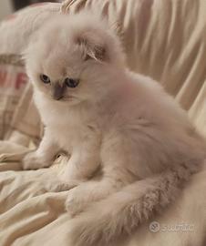 Scottish fold e britisch fold