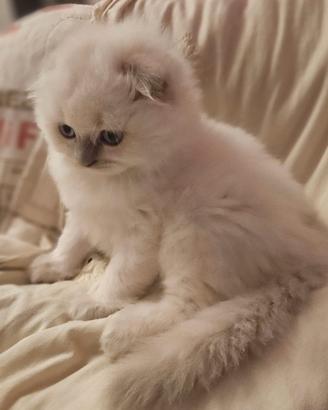Scottish fold e britisch fold