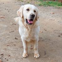 Golden retriever Monta Accoppiamento